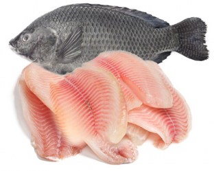 tilapia
